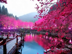 Cherry-Blossom-Lake-Sakura-Japan